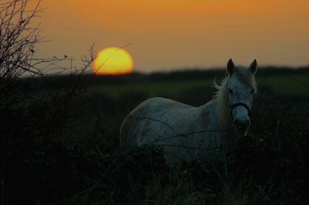 Un cheval debout dans un champ au coucher du soleil