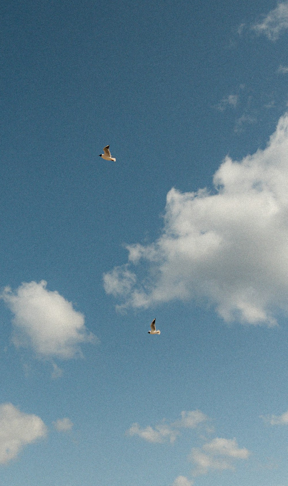 a group of birds flying through a cloudy blue sky