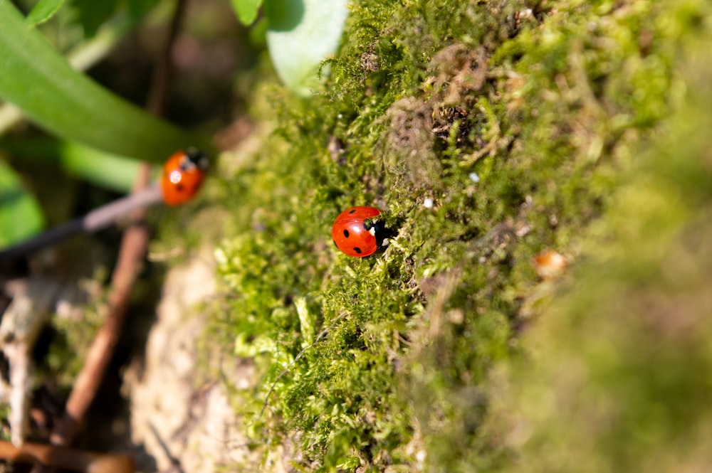 a couple of ladybugs sitting on a moss covered wall