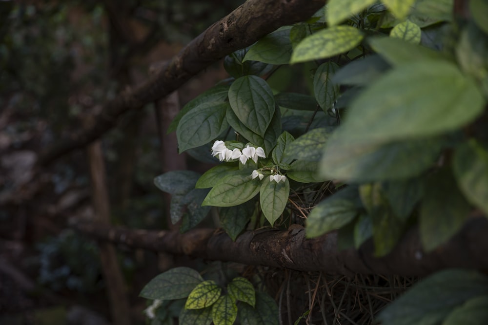 a small white flower on a tree branch