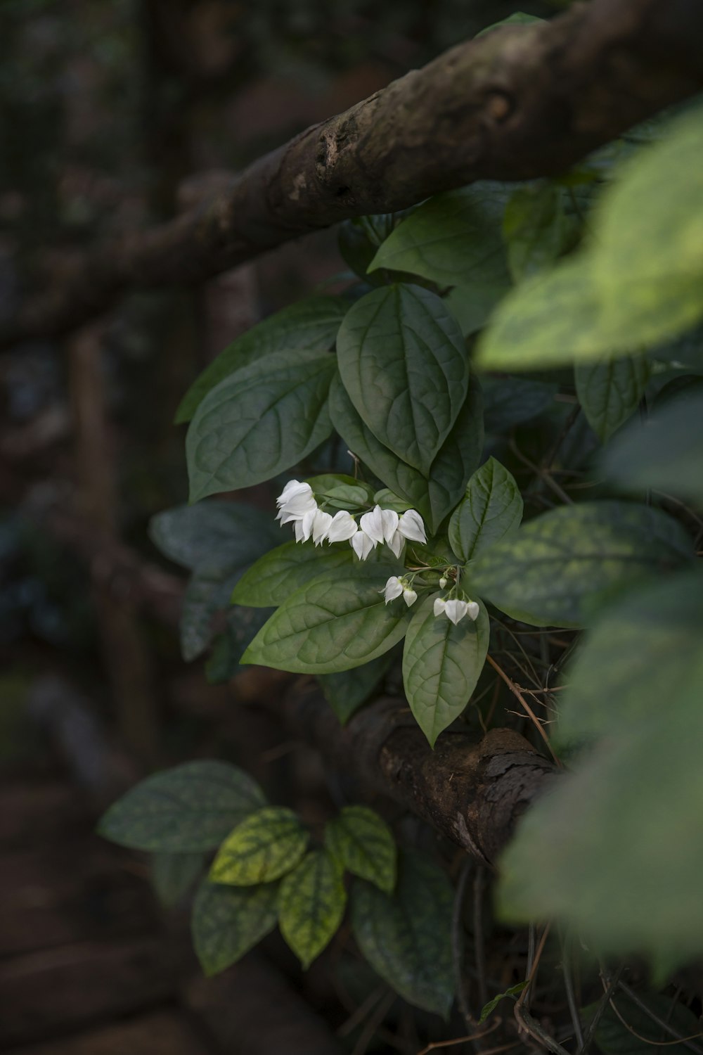 a small white flower sitting on top of a tree branch