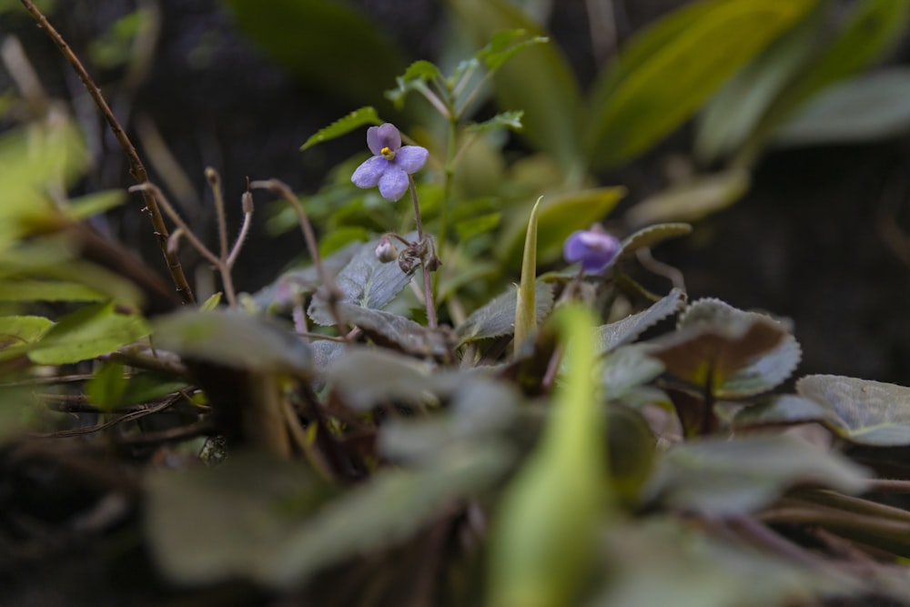 a close up of a plant with purple flowers