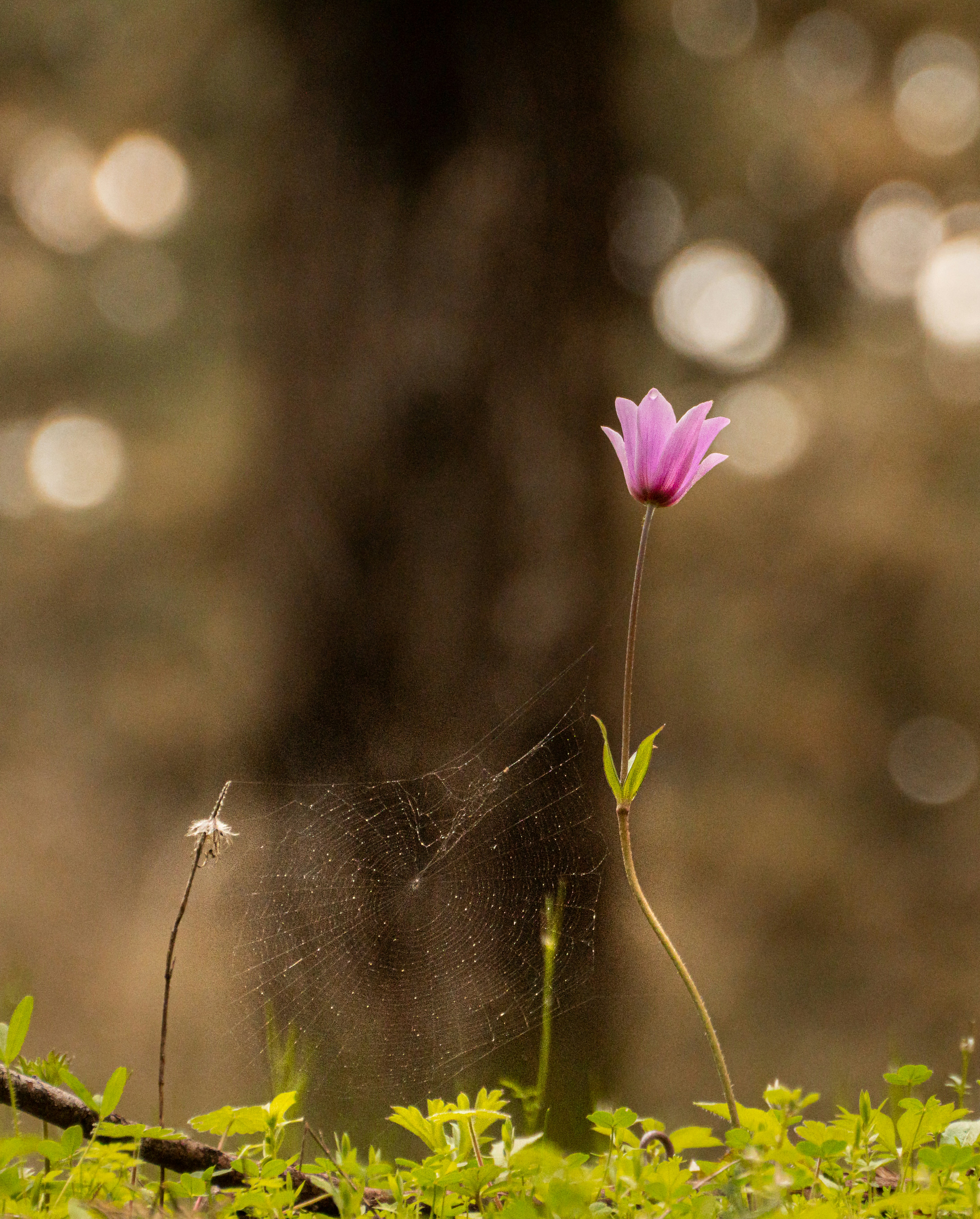 A single pink flower sitting on top of a lush green field photo – Free ...