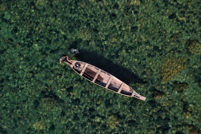 a boat floating on top of a lush green forest