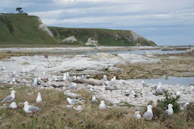 A coastal landscape with a rocky shoreline and an abundance of seagulls. The scene includes grassy areas leading to cliffs in the background under a partially cloudy sky. The ocean is visible beyond the rocks, creating a peaceful natural setting.