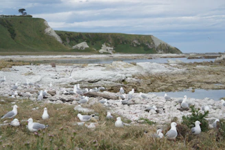 A coastal landscape with a rocky shoreline and an abundance of seagulls. The scene includes grassy areas leading to cliffs in the background under a partially cloudy sky. The ocean is visible beyond the rocks, creating a peaceful natural setting.