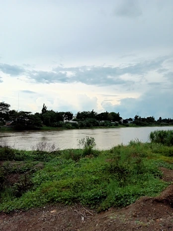 The Nile River flowing gently beside the greenery of Gezira Island in Cairo.