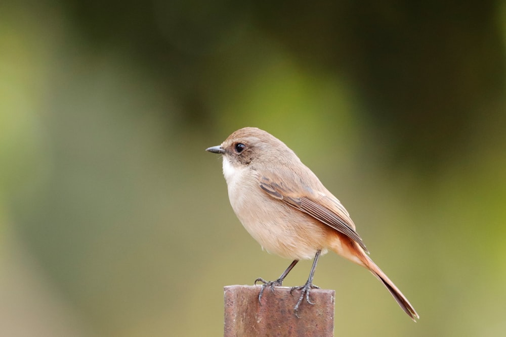 a small bird sitting on top of a wooden post