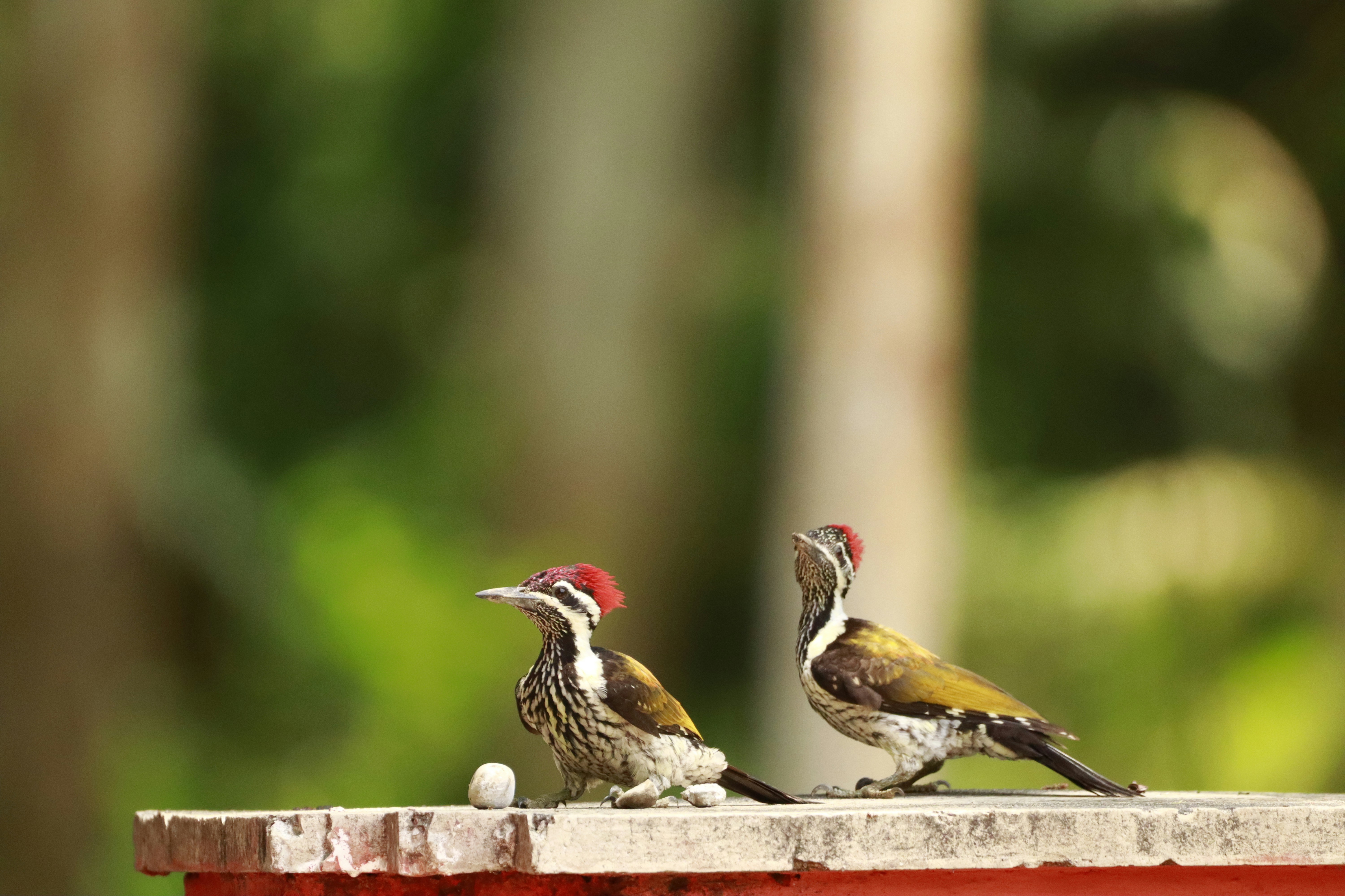 10 Common Backyard Birds Every Beginner Should Know