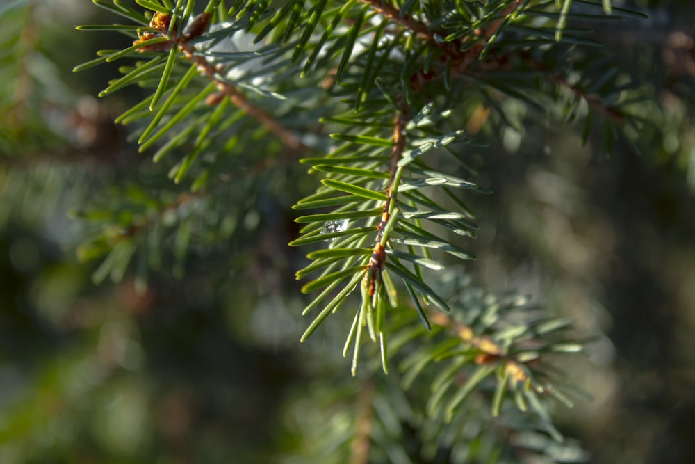 a close up of a pine tree branch