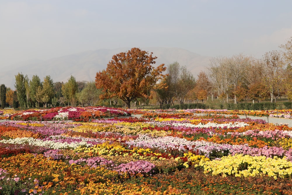 a field of colorful flowers with trees in the background