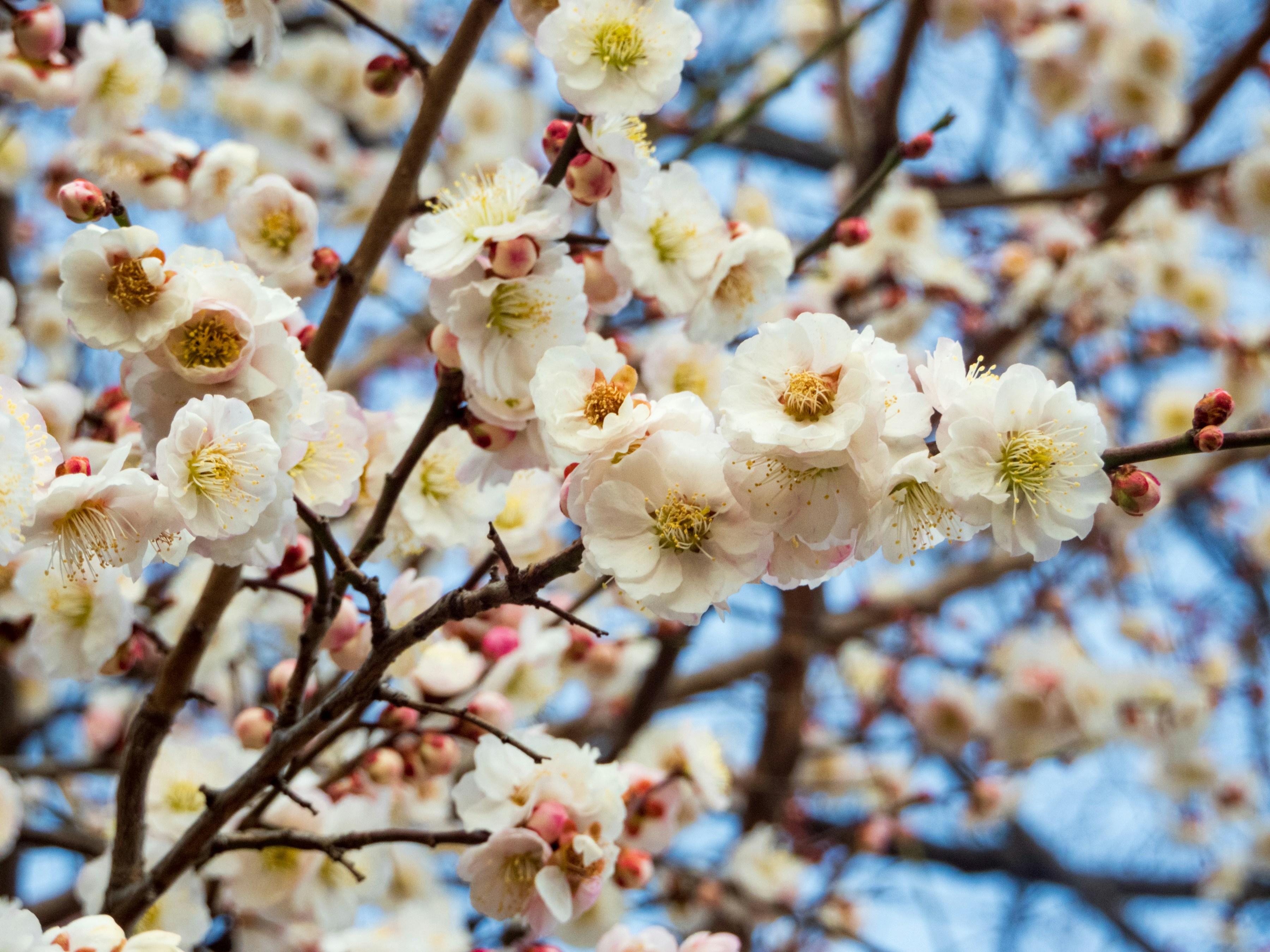 Photo by heppoko_yama