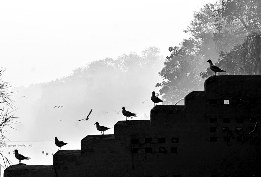 a flock of birds sitting on top of a set of stairs