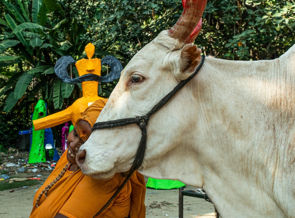 a white cow with horns and orange pants