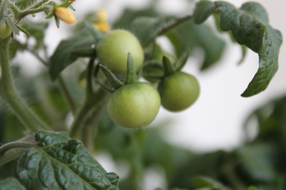 Un primer plano de algunos tomates verdes en una planta