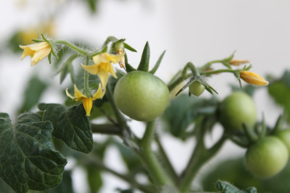 a close up of a green plant with yellow flowers