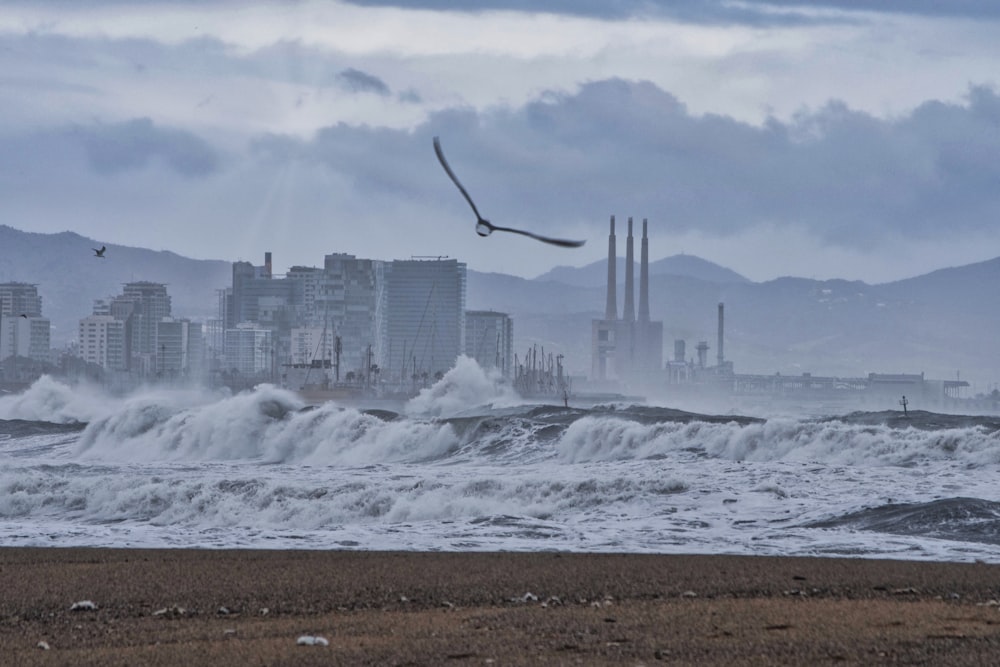 a bird flying over the ocean with a city in the background