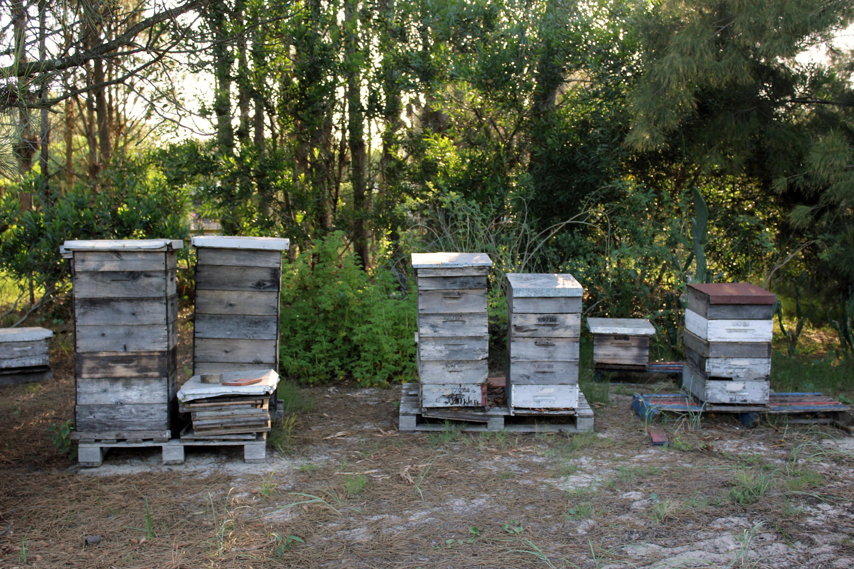 Organic Yemeni and Global Honey