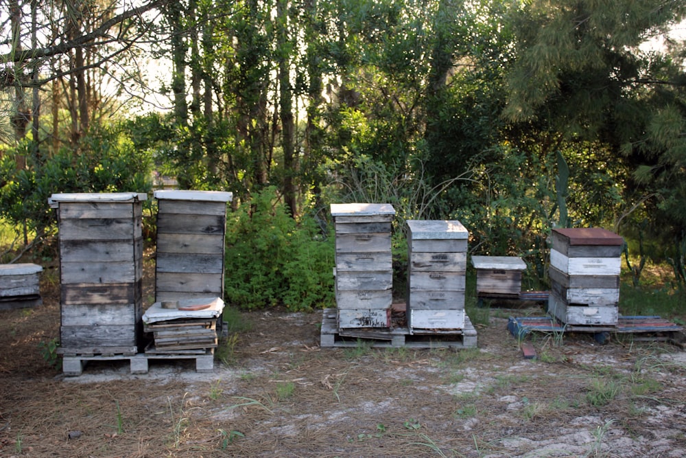 a group of beehives sitting next to each other in a forest
