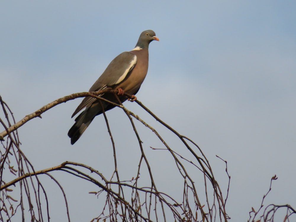 a bird sitting on top of a tree branch