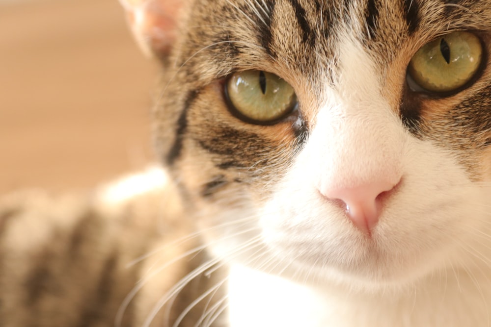 a close up of a cat with green eyes