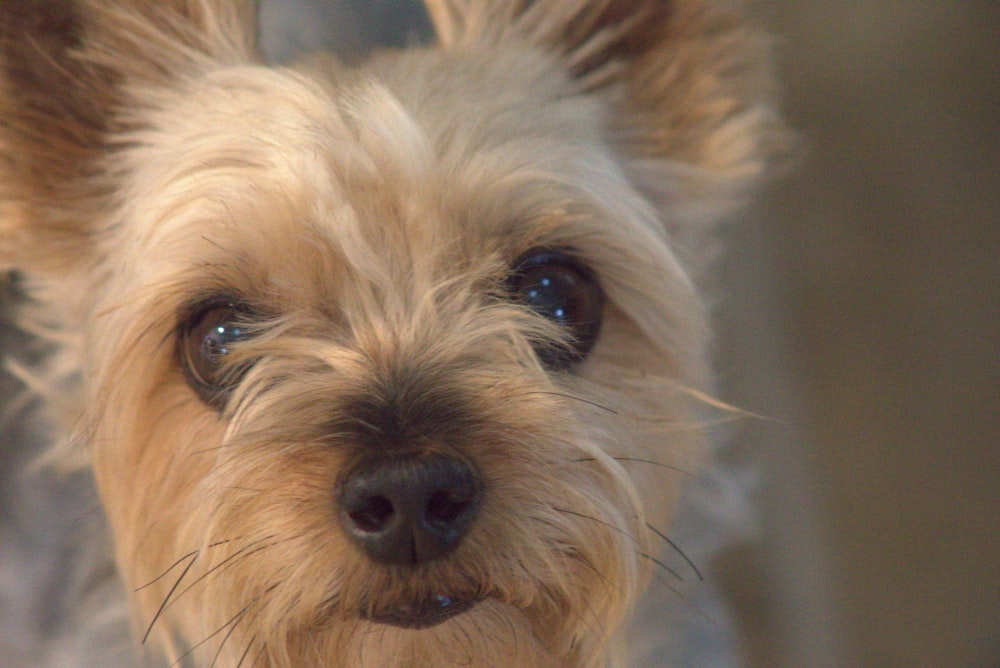 a close up of a dog's face looking at the camera