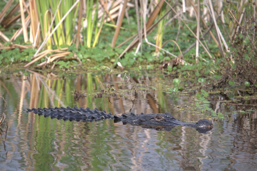 a large alligator swimming in a body of water