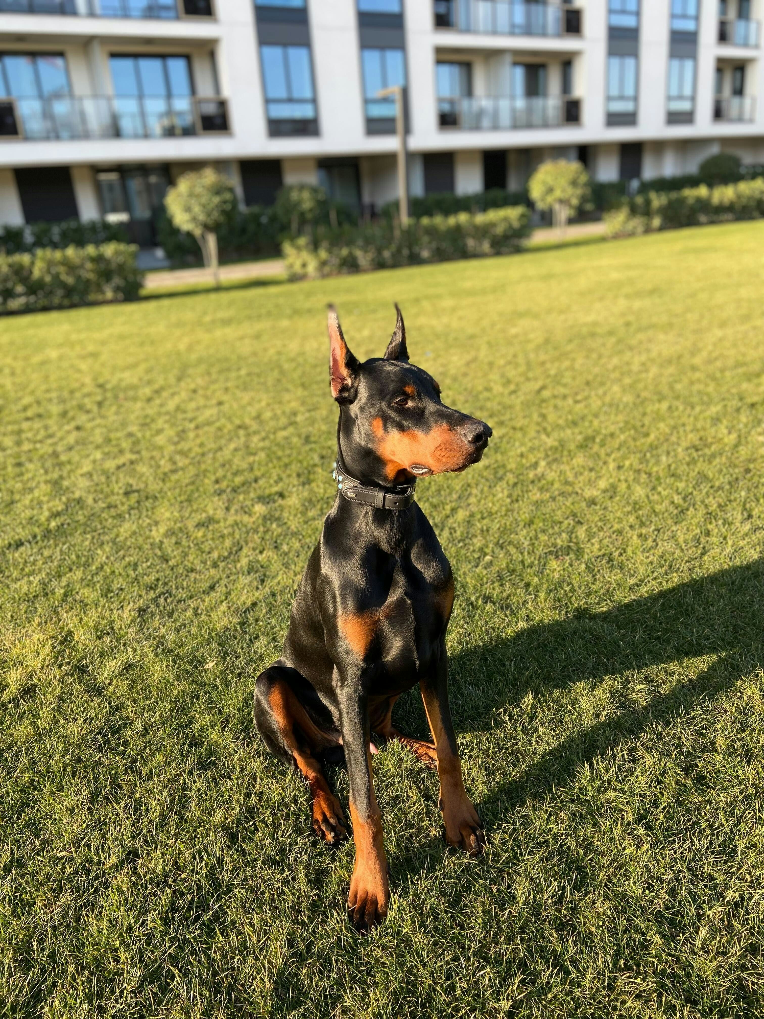 Soylu Kan, Güçlü Ruh: Doberman Tutkumuz