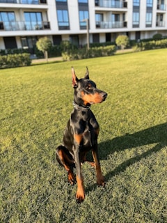 A Doberman pinscher sits attentively on a green lawn in front of a modern apartment building. The dog has a sleek black coat with rust-colored accents, and its ears are cropped and alert. Behind the dog, a row of shrubs and trees lines the building, which has multiple balconies and large windows.