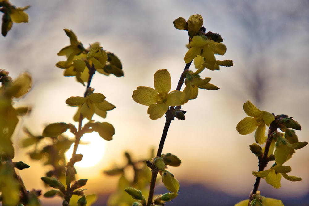 a close up of a plant with yellow flowers