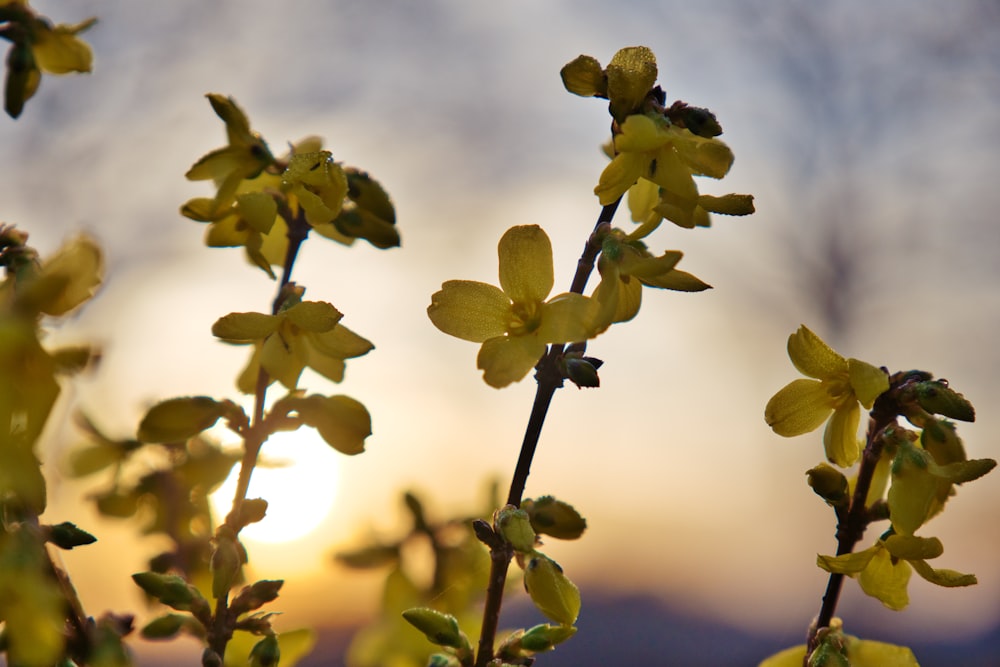 노란 꽃이있는 식물의 클로즈업