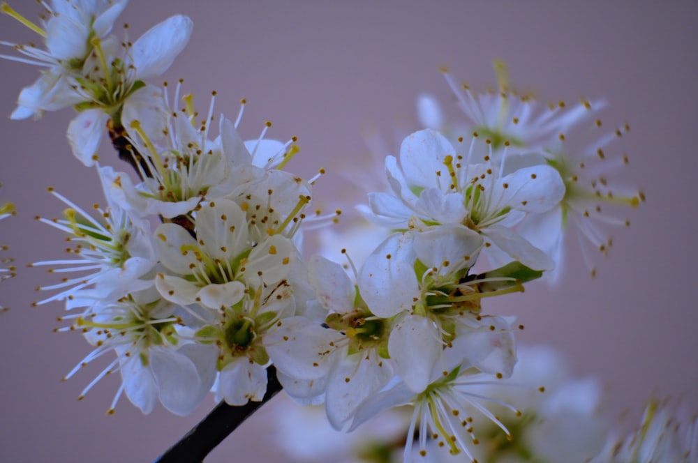 a close up of a bunch of white flowers