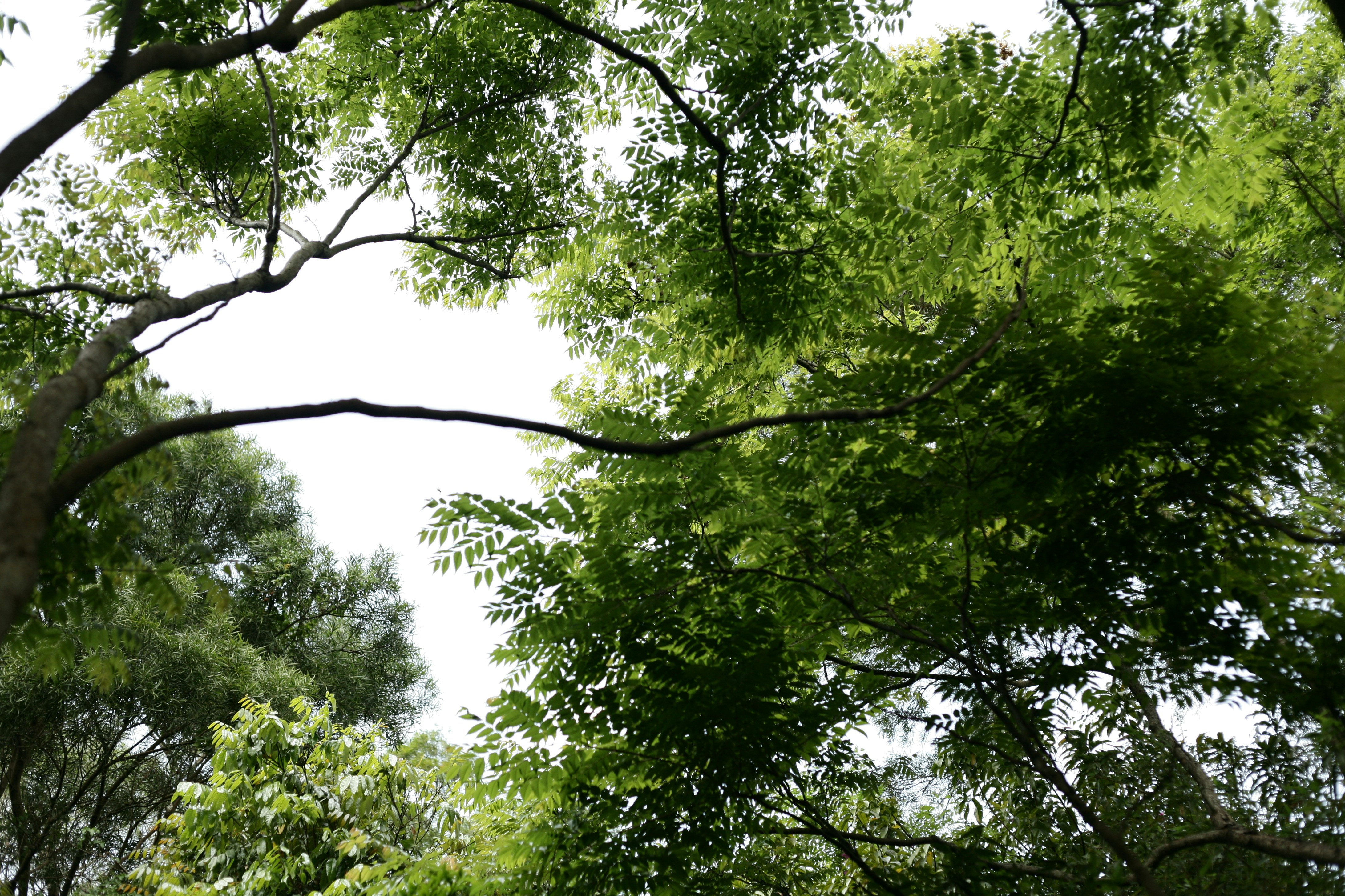 a group of trees that are next to each other