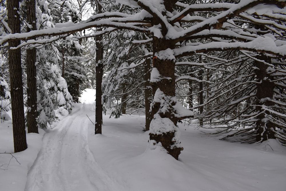 a snow covered path in the middle of a forest