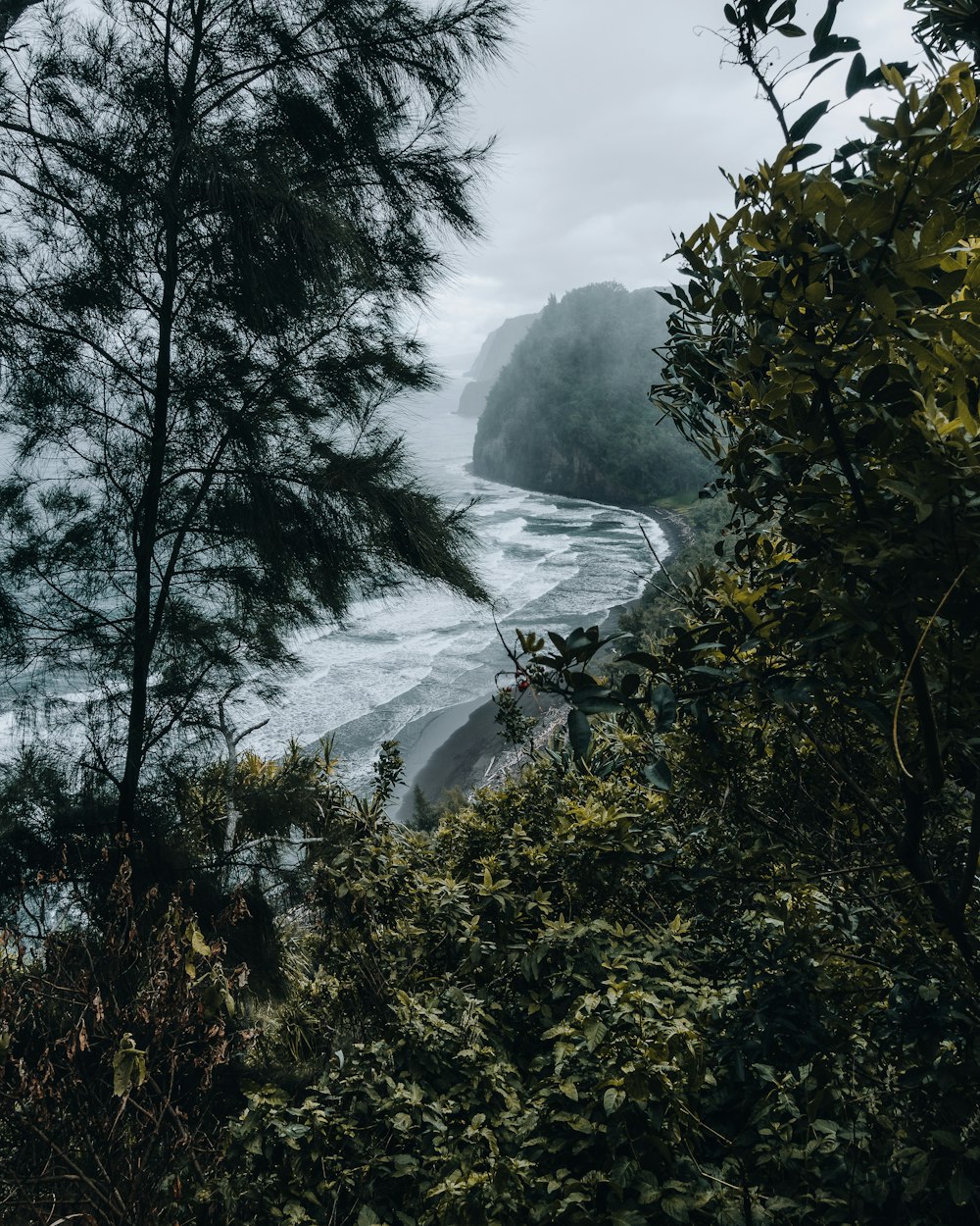 a view of the ocean through the trees