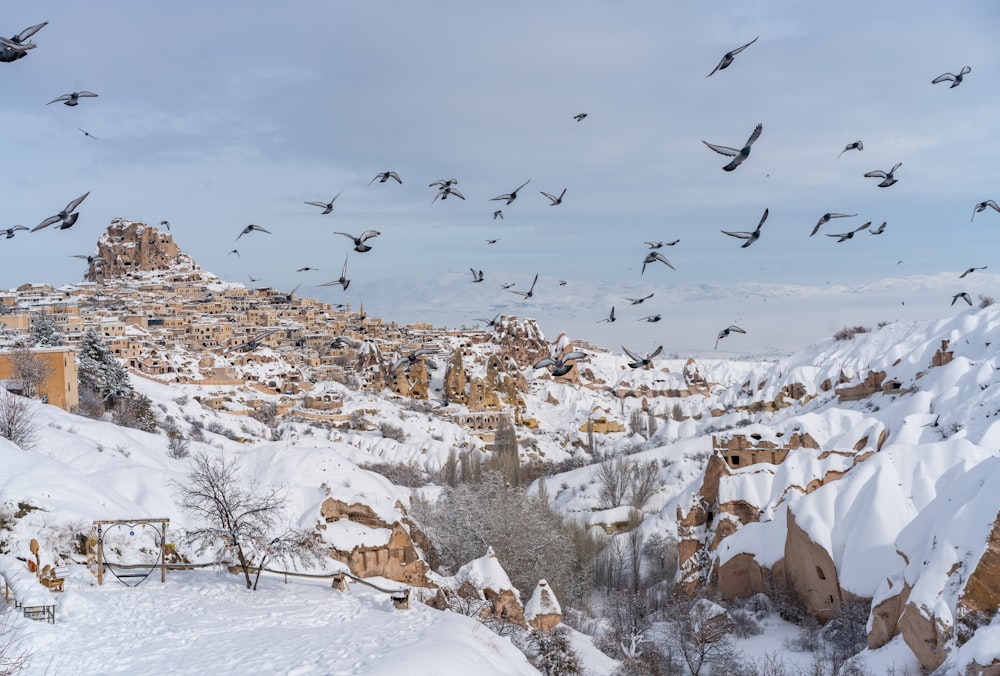 a flock of birds flying over a snow covered mountain
