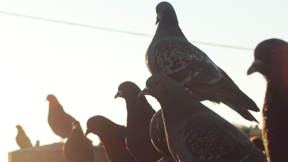 a flock of pigeons standing next to each other