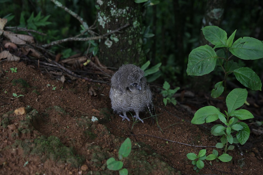 a small bird sitting on the ground next to a tree