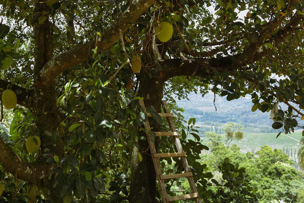 a ladder hanging from a tree with fruit on it