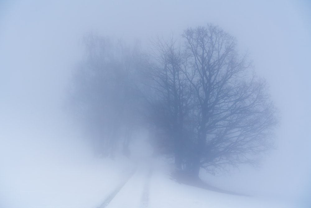 a foggy landscape with trees and tracks in the snow