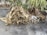 A pile of firewood stacked on a concrete surface, surrounded by green leafy plants in decorative planters. A burlap sack is draped over part of the wood, adding a rustic element to the scene.
