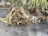 A pile of firewood stacked on a concrete surface, surrounded by green leafy plants in decorative planters. A burlap sack is draped over part of the wood, adding a rustic element to the scene.