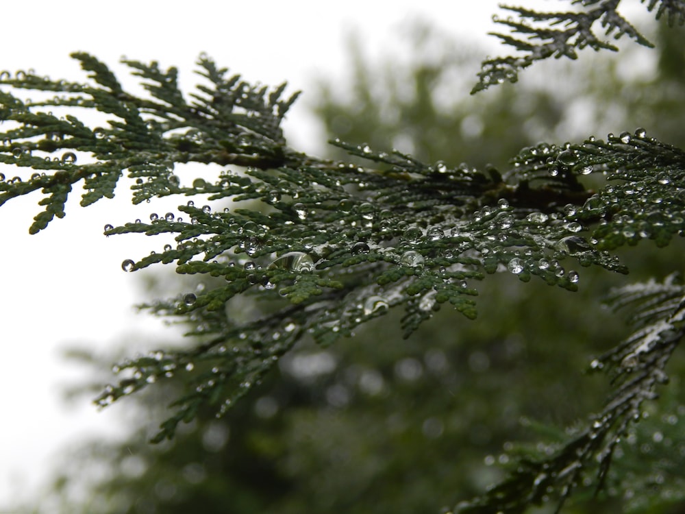 a close up of a tree branch with drops of water on it