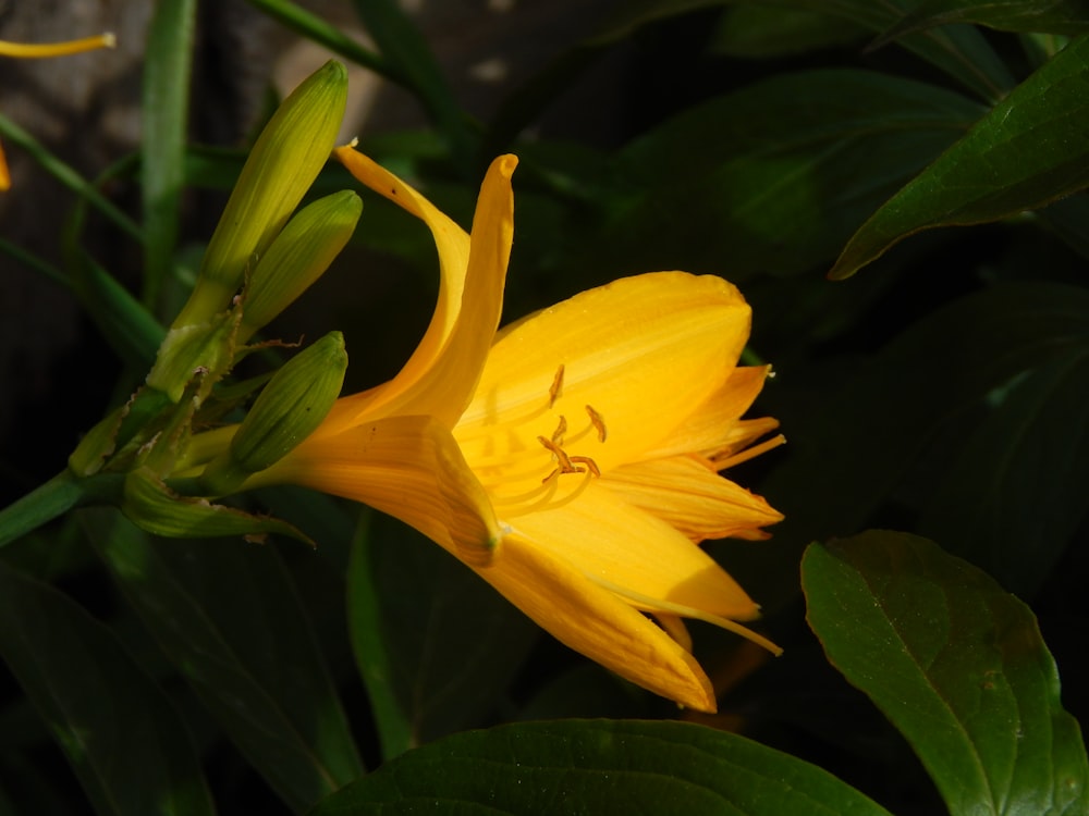 Gros plan d’une fleur jaune avec des feuilles vertes