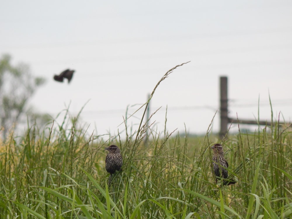 a couple of birds that are standing in the grass