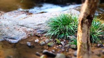 A serene natural setting with a small flowing stream bordered by rocks. Lush green grass is growing near the water's edge. A tree trunk is visible in the foreground, adding texture to the scene.