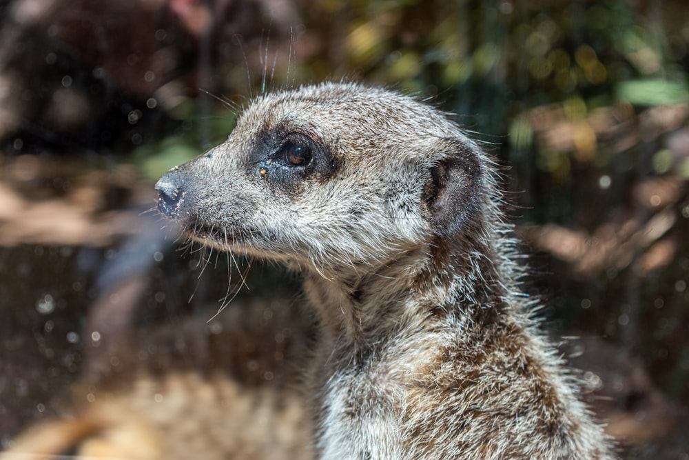 a close up of a meerkat on a sunny day