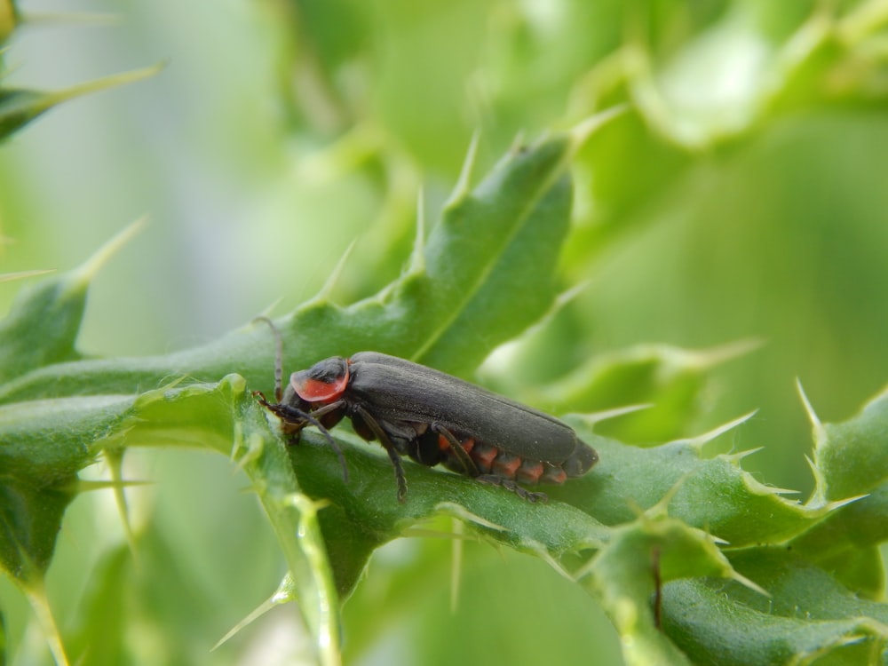 a close up of a bug on a leaf