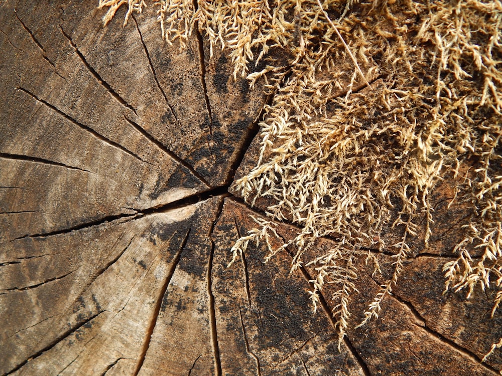 a close up of a piece of wood with moss growing on it