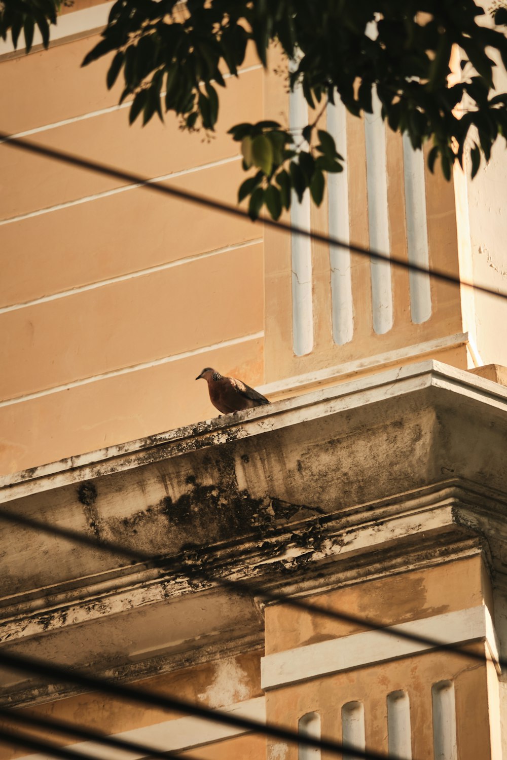 a bird is sitting on the ledge of a building